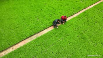 أعمال الزراعة الربيعية المزدهرة في وسط الصين