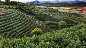 قطف أوراق الشاي في الربيع في شرقي الصين
