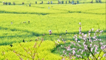 جمال المناظر الطبيعية لزهور الكول بمقاطعة هونان الصينية