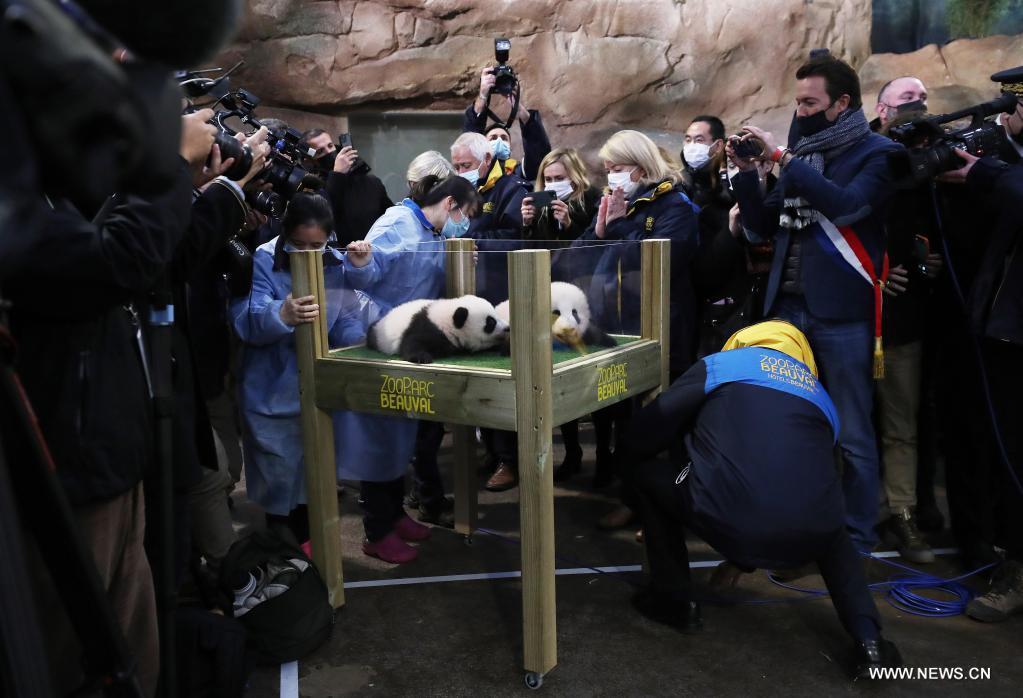 الكشف عن اسمي توأم من صغار الباندا العملاقة في حديقة حيوان فرنسية