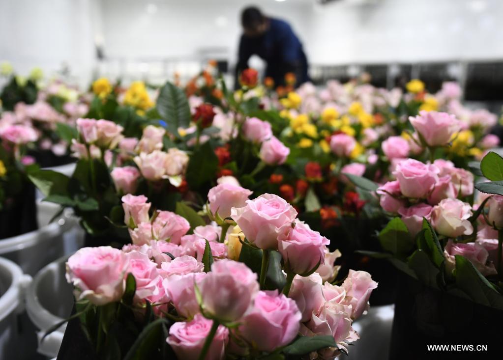 تنمية صناعة الزهور في شمال غربي الصين