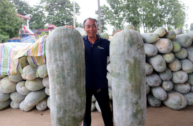 重さ約90キロの巨大冬瓜を収穫　河南省