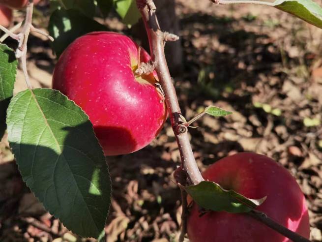 日本のリンゴのDNA継ぐ琿春リンゴ　貧困脱出の鍵に