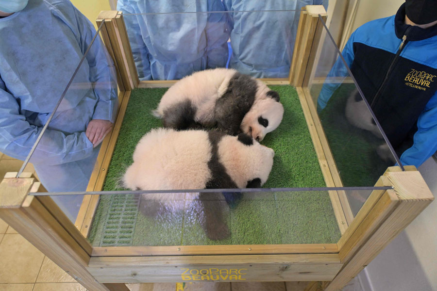 フランスで誕生した双子パンダの名前は「歓黎黎」と「円嘟嘟」に