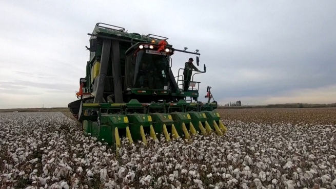 新疆で綿花収穫期 機械収穫率85%超
