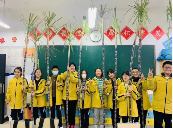杭州の中学教師、生徒への「ごほうび」は長さ2メートルのサトウキビ