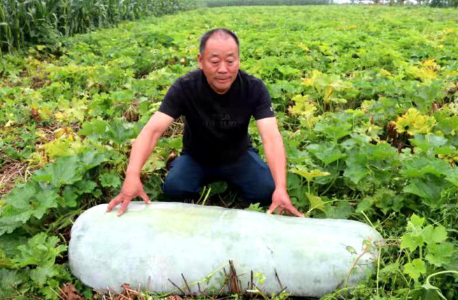 重さ約90キロの巨大冬瓜を収穫　河南省