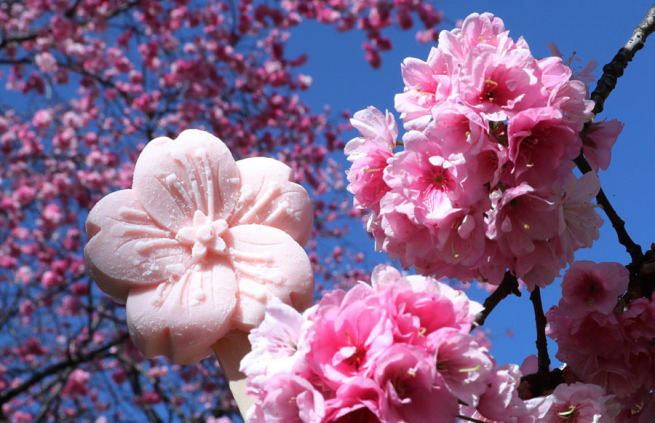 昆明動物園の桜と花海棠が見頃に　雲南省