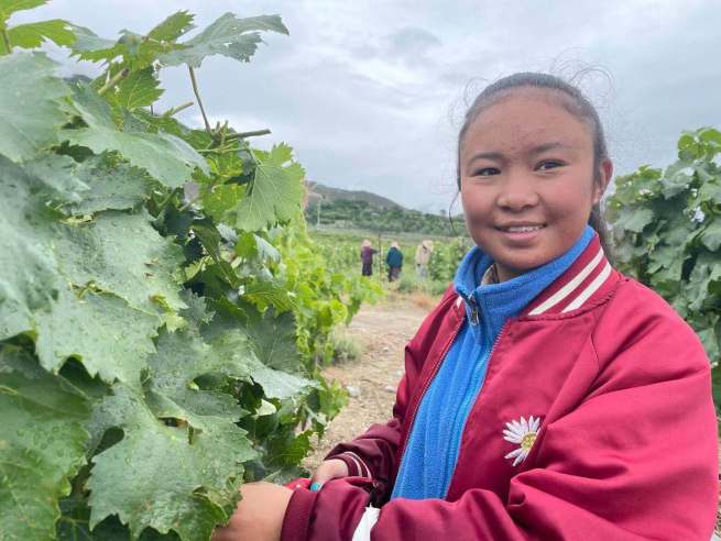 青海チベット高原をゆく⑪－山南市桑日県、ぶどうを中心とする地域と経済の活性化へ