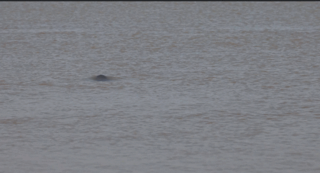 鄱陽湖の都昌県内水域でスナメリ約60頭を確認