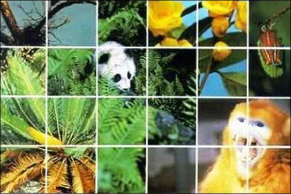 “24.1% และ 48 ชนิด”จีนกำหนดเป้าหมายการอนุรักษ์ความหลากหลายทางชีวภาพ
