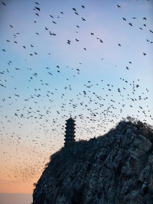 ภาพมุมสูง“ฝูงนกป่าบินกลับรัง”ที่เกาะเสียซาน มณฑลเจียงซี