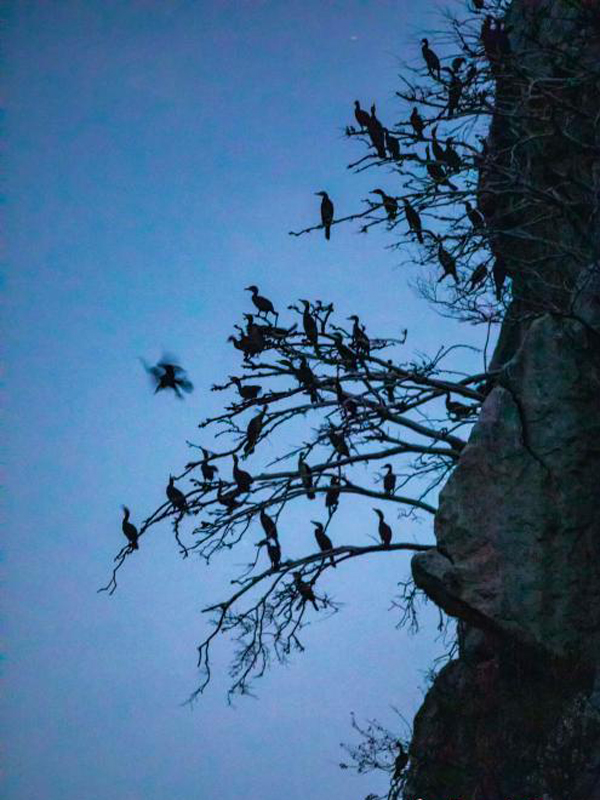 ภาพมุมสูง“ฝูงนกป่าบินกลับรัง”ที่เกาะเสียซาน มณฑลเจียงซี