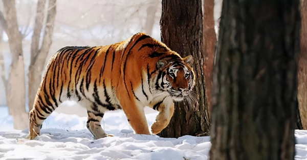 จีนจัดตั้งเขตอุทยานแห่งชาติอนุรักษ์เสือโคร่งไซบีเรียและเสือดาวอามูร์