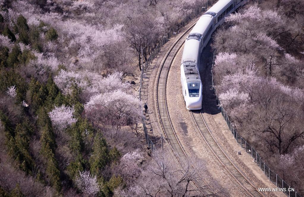 قطار وسط "بحر من الزهور المتفتحة" في بكين