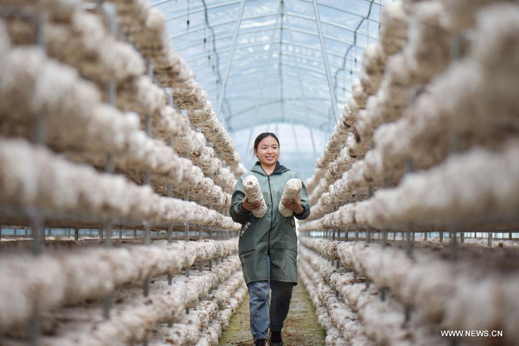 تربية الفطر تساعد على زيادة دخول المزارعين في جنوب غربي الصين