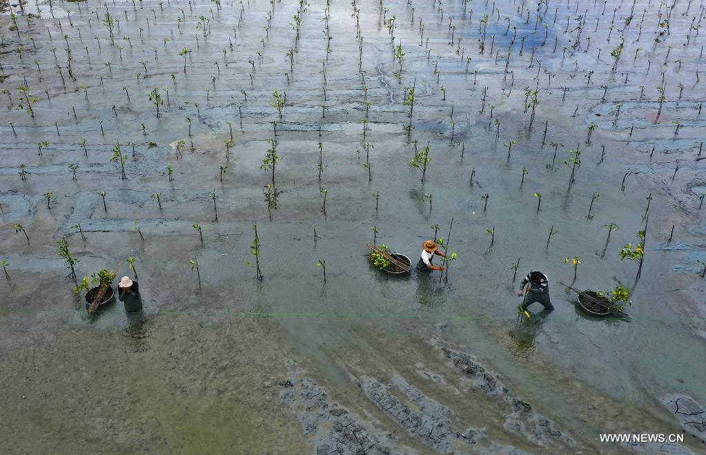 التشجير في البحر لاستعادة البيئة في مقاطعة هاينان جنوبي الصين