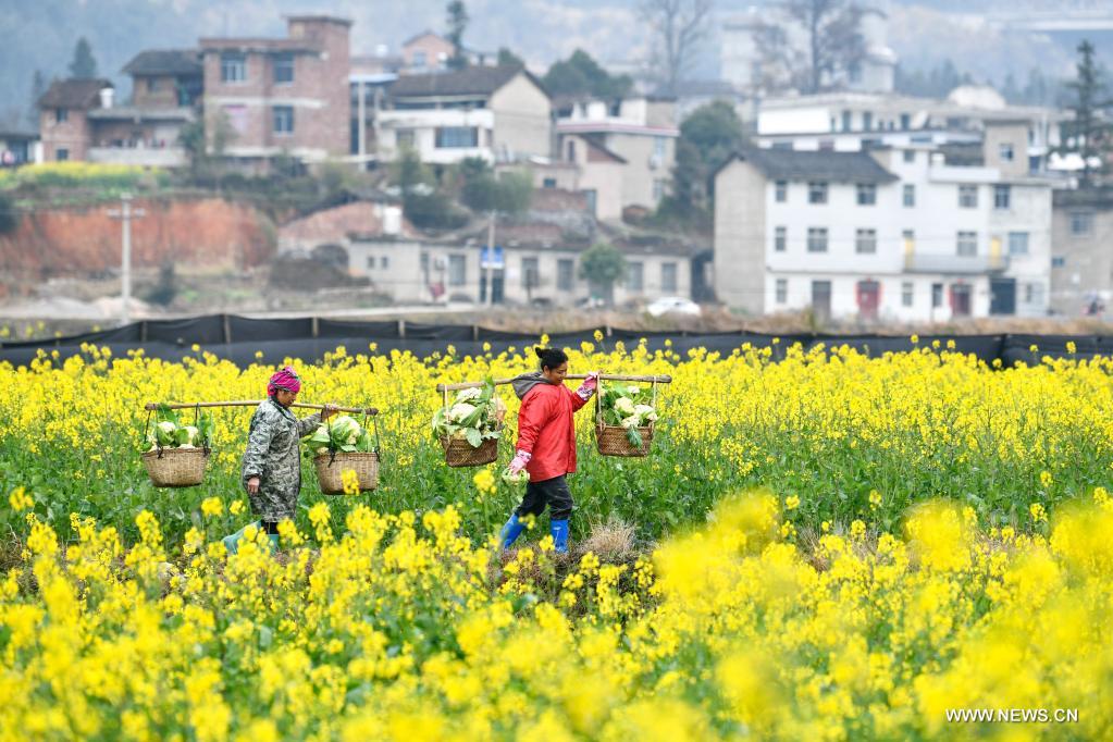 الزراعة في قويتشو جنوب غربي الصين