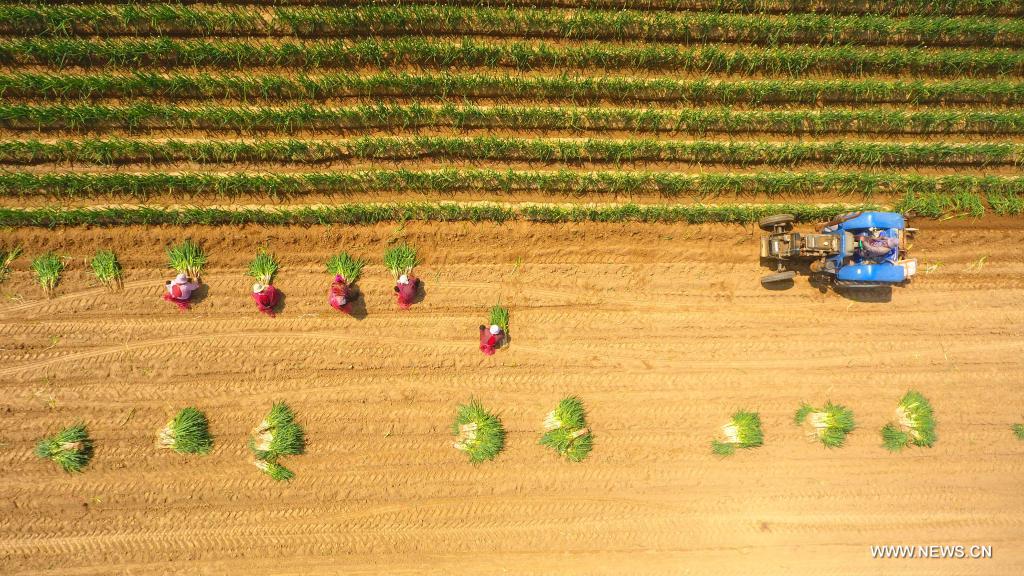 مشاهد الزراعة خلال فصل الربيع في أنحاء الصين