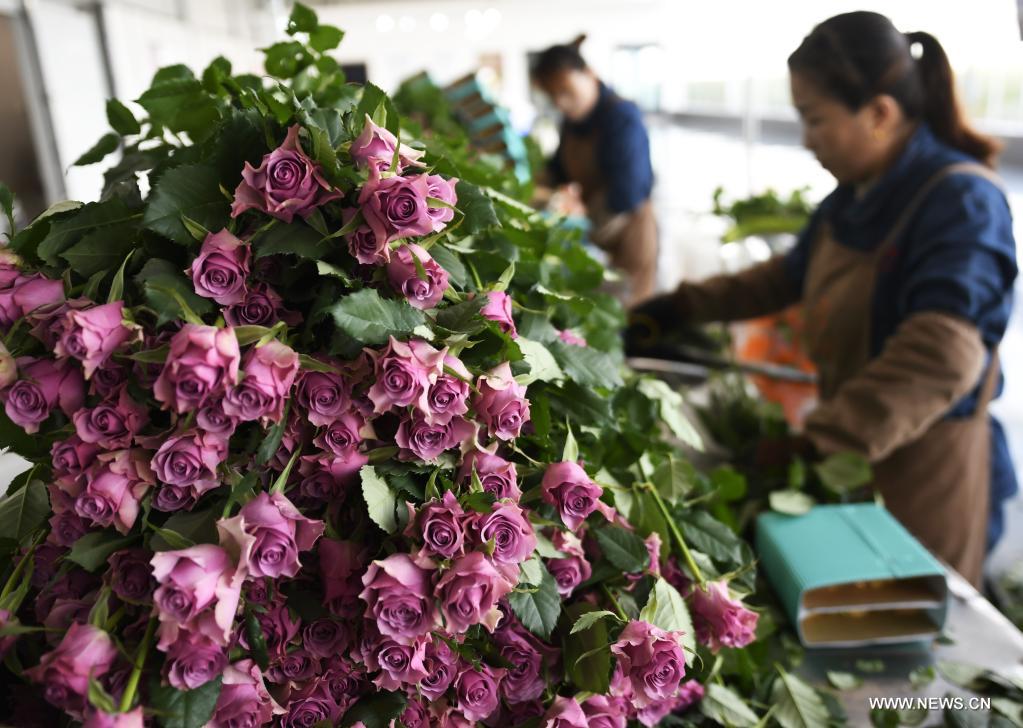 تنمية صناعة الزهور في شمال غربي الصين