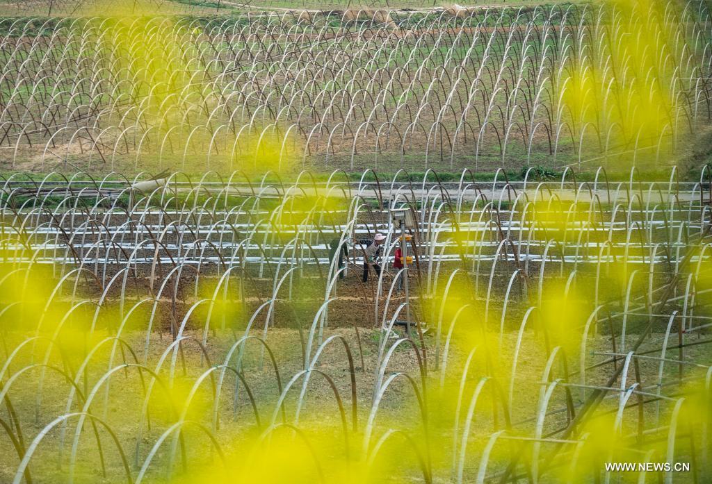 أعمال زراعية في الربيع في جنوب غربي الصين