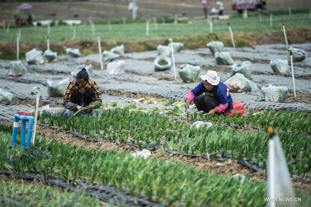 أعمال زراعية في الربيع في جنوب غربي الصين
