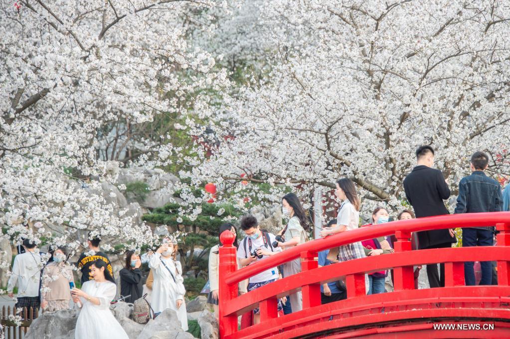 تفتح زهور الكرز في مدينة ووهان بوسط الصين