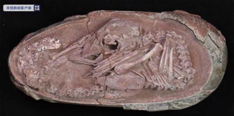 恐竜の卵の化石　胎児の姿勢は現代の鳥類と酷似