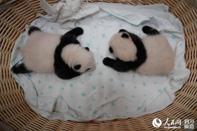 中国パンダ保護研究センターで今年生まれた赤ちゃんは24頭　四川省