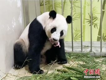 シンガポールのパンダ「滬宝」が第一子を出産