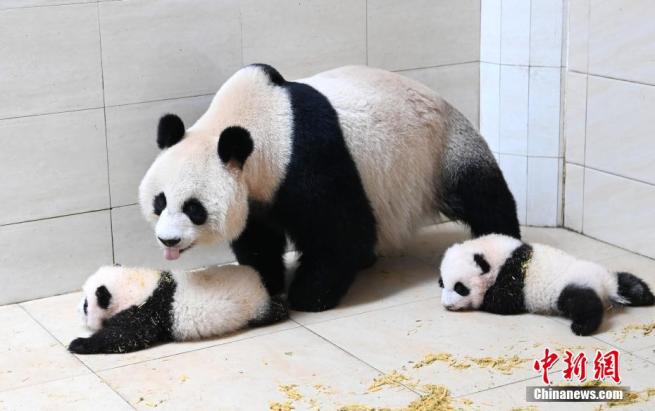 赤ちゃんをかいがいしく世話するお母さんパンダ (5)