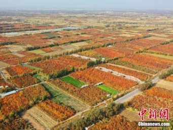 秋の雰囲気漂う広大なアンズ園　新疆