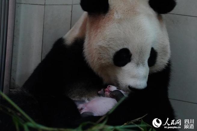 中国パンダ保護研究センターで今年生まれた赤ちゃんは24頭　四川省