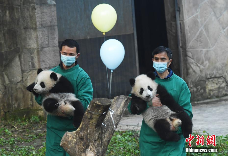 重慶動物園の双子のパンダの名前が「シンシン」と「チェンチェン」に