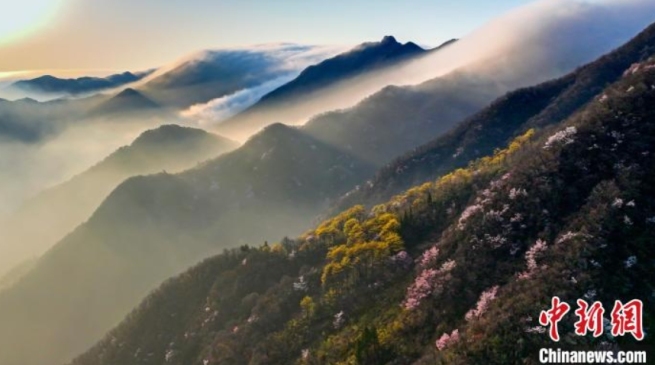 200ヘクタールにわたり自生する桜が花開く　安徽省寧国