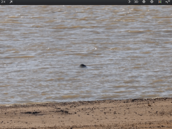鄱陽湖の都昌県内水域でスナメリ約60頭を確認