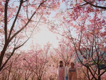 春満開の3月　山全体の桜が見頃に　福建省三明