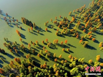 どこまでも美しい「水中森林」　安徽省廬江