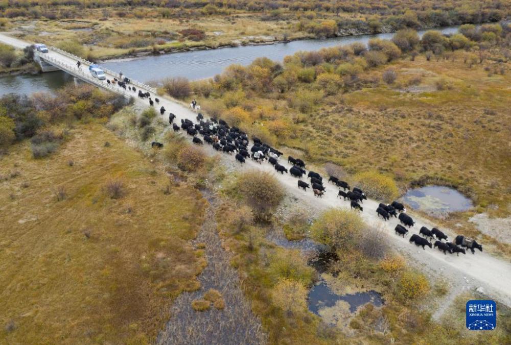 冬牧場への移動始める川西北高原の牧畜民たち　四川省