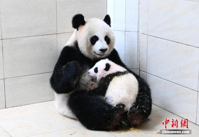 赤ちゃんをかいがいしく世話するお母さんパンダ (5)