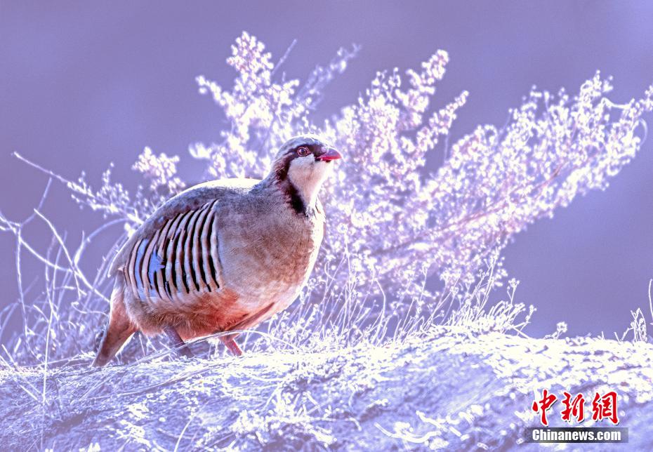 賑やかなさえずり競う野生の鳥たち　甘粛省蘭州