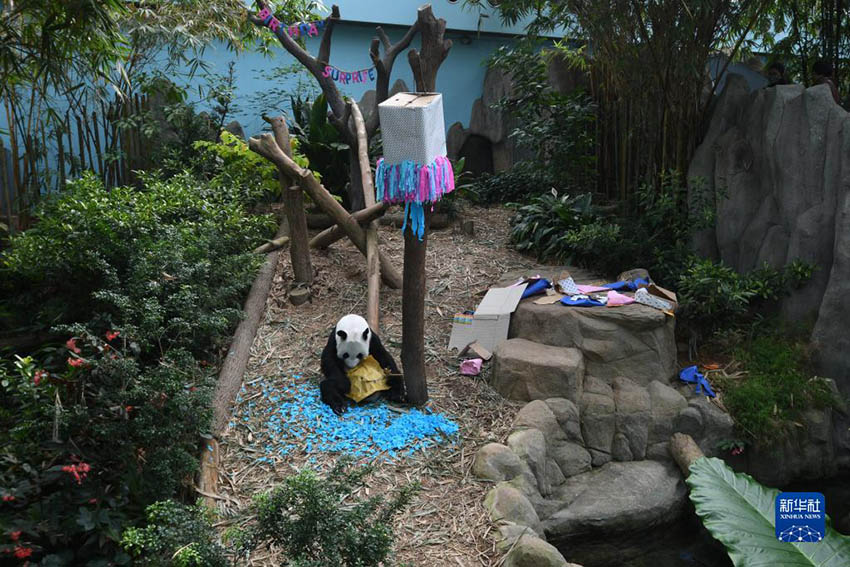 シンガポールのパンダ「凱凱」に誕生祝い　赤ちゃんは「男の子」