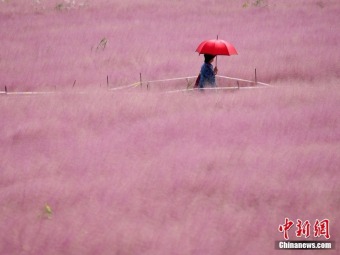 ピンクミューリーグラスが描く淡いパステル画の世界　江蘇省南京市