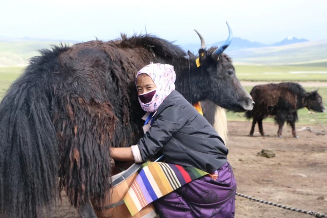 青海チベット高原をゆく⑦－農村振興を後押しする“ヤク産業”