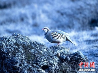 賑やかなさえずり競う野生の鳥たち　甘粛省蘭州