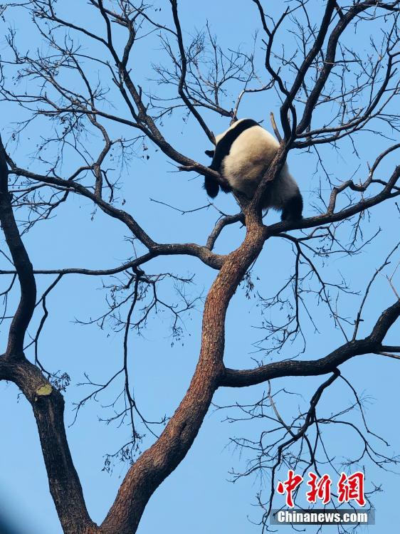 すご過ぎる寝相！北京動物園のジャイアントパンダ