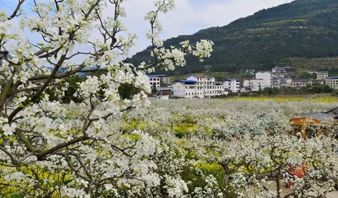 四川省広元市蒼渓県 ユキナシの花が満開