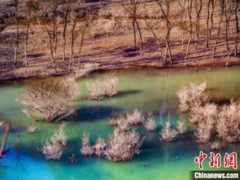 湖面から木が生えた独特な「水上樹林」の景色　湖北省利川