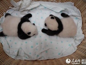 中国パンダ保護研究センターで今年生まれた赤ちゃんは24頭　四川省