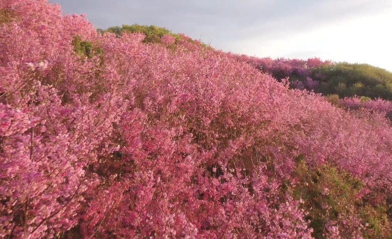 春満開の3月　山全体の桜が見頃に　福建省三明